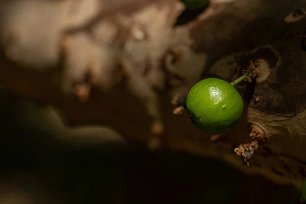 Egzotik Meyve Jaboticaba Ağacının Gövdesinde Büyüyen Yeşil Jaboticaba Jaboticaba Brezilya — Stok fotoğraf