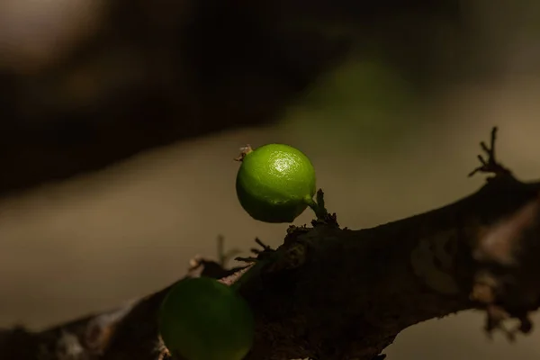 Exotické Ovoce Zelená Jaboticaba Která Roste Stonku Stromu Jaboticaba Jaboticaba — Stock fotografie