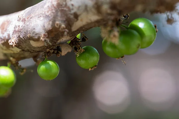 Exotické Ovoce Zelená Jaboticaba Která Roste Stonku Stromu Jaboticaba Jaboticaba — Stock fotografie