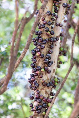 Meyve egzotiği. Jabuticaba hasat edilmeye hazır. Jaboticaba, Brezilya 'nın yerli üzüm ağacı. Tür Plinia cauliflora. Tipik yaz meyvesi. Gastronomi.