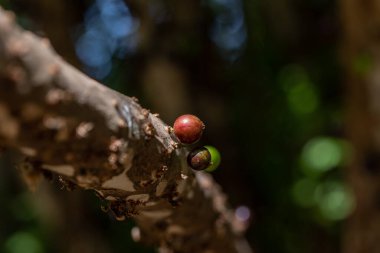 Meyve egzotiği. Jabuticaba hasat edilmeye hazır. Jaboticaba, Brezilya 'nın yerli üzüm ağacı. Tür Plinia cauliflora. Tipik yaz meyvesi. Gastronomi.