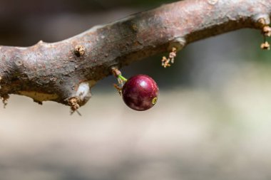 Meyve egzotiği. Jabuticaba hasat edilmeye hazır. Jaboticaba, Brezilya 'nın yerli üzüm ağacı. Tür Plinia cauliflora. Tipik yaz meyvesi. Gastronomi.