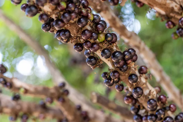 stock image Fruit exotic. Jabuticaba ready to be harvested. Jaboticaba is the native Brazilian grape tree. Species Plinia cauliflora. Typical summer fruit. Gastronomy.