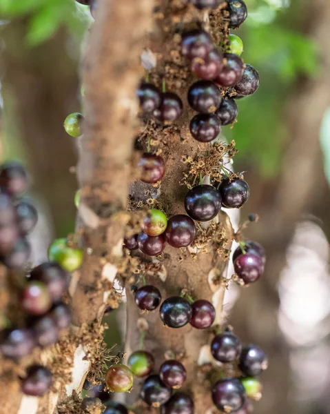 エキゾチックなフルーツ ジャブティカバは収穫する準備ができています ジャボティカバ Jabticaba はブラジル原産のブドウの木 種プリニアカリフォリア 典型的な夏の果物 天文学 — ストック写真