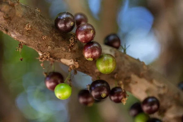 Fruit Exotic Jabuticaba Ready Harvested Jaboticaba Native Brazilian Grape Tree — Stock Photo, Image
