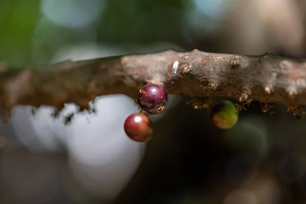 Meyve Egzotiği Jabuticaba Hasat Edilmeye Hazır Jaboticaba Brezilya Nın Yerli — Stok fotoğraf