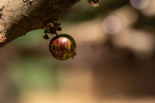 Egzotyczne Owoce Jabuticaba Gotowy Zbioru Jaboticaba Jest Rodzimym Brazylijskim Drzewem — Zdjęcie stockowe