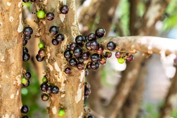 エキゾチックなフルーツ ジャブティカバは収穫する準備ができています ジャボティカバ Jabticaba はブラジル原産のブドウの木 種プリニアカリフォリア 典型的な夏の果物 天文学 — ストック写真