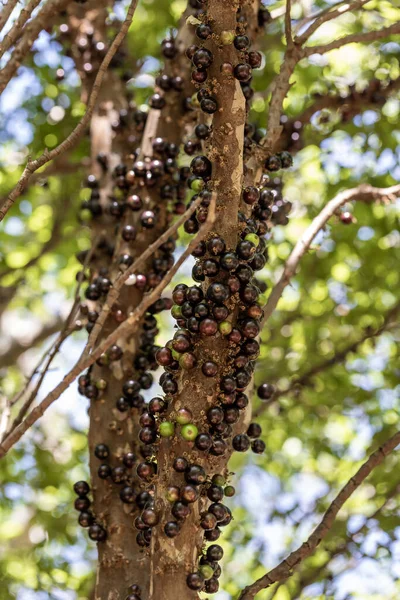Fruit exotic. Jabuticaba ready to be harvested. Jaboticaba is the native Brazilian grape tree. Species Plinia cauliflora. Typical summer fruit. Gastronomy.