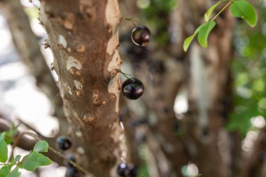 Meyve egzotiği. Jabuticaba hasat edilmeye hazır. Jaboticaba, Brezilya 'nın yerli üzüm ağacı. Tür Plinia cauliflora. Tipik yaz meyvesi. Gastronomi.