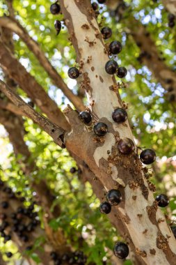 Meyve egzotiği. Jabuticaba hasat edilmeye hazır. Jaboticaba, Brezilya 'nın yerli üzüm ağacı. Tür Plinia cauliflora. Tipik yaz meyvesi. Gastronomi.