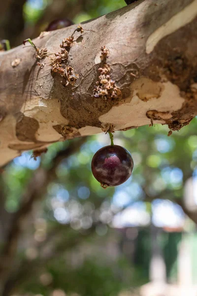 Fruta Exótica Jabuticaba Pronto Para Ser Colhido Jaboticaba Árvore Nativa — Fotografia de Stock