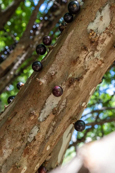 Fruit Exotic Jabuticaba Ready Harvested Jaboticaba Native Brazilian Grape Tree — Stock Photo, Image