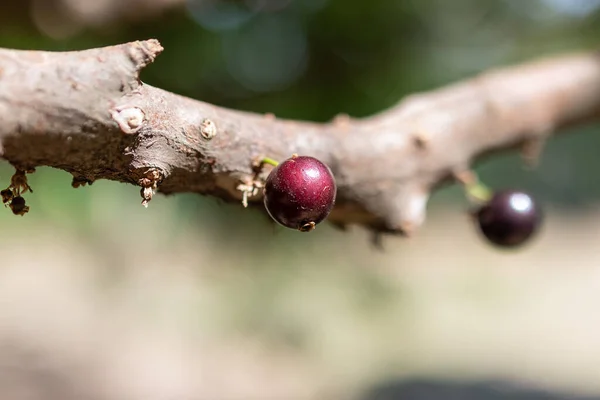 Ovocný Exotický Jabuticaba Připravena Sklizni Jaboticaba Původní Brazilský Hroznový Strom — Stock fotografie