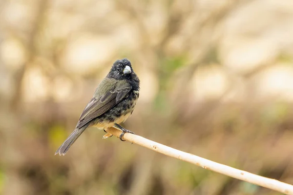 Papa-capim - Yellow-bellied Seedeater, Papa-capim - Yellow-…