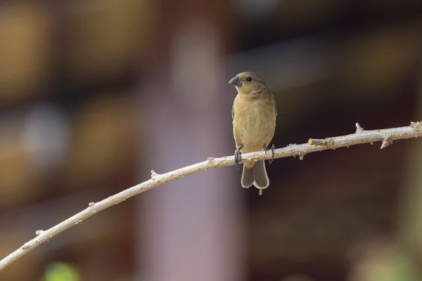 Female Yellow Bellied Seedeater Also Know Coleiro Semillero Singing Tree — стоковое фото