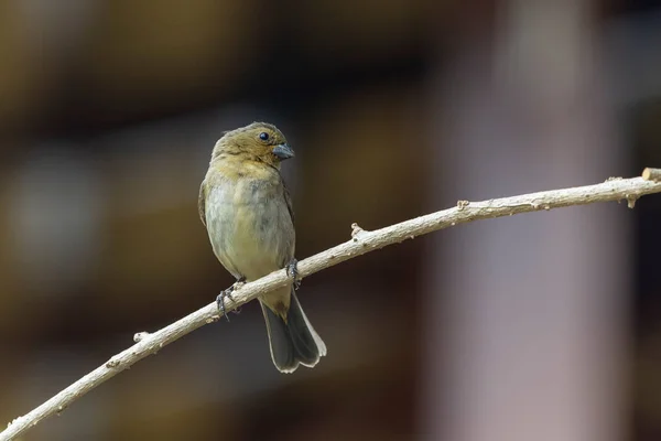 Female Yellow Bellied Seedeater Also Know Coleiro Semillero Singing Tree — Foto de Stock