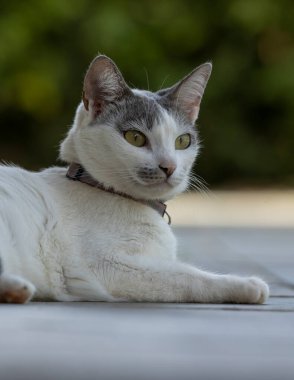 A beautiful female white cat with gray ears siting on the lawn of the house's garden. Sunbathing time. Animal world. Pet lover. Animal lover. Cat. Lover.