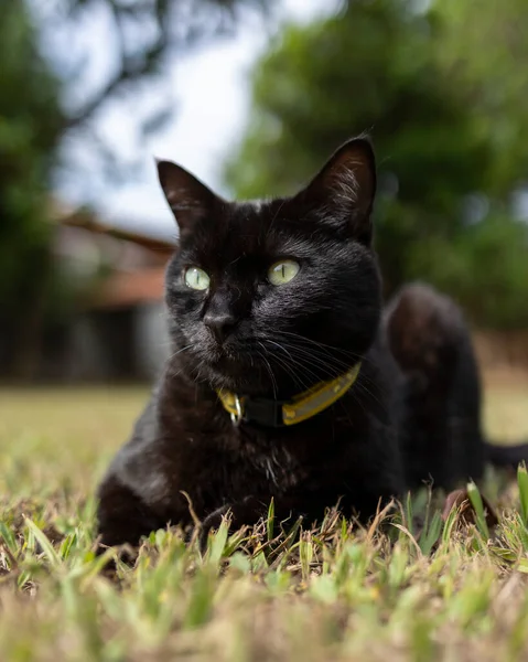 Černá Kočka Žlutýma Očima Ležící Trávníku Zvířata Bránit Milovník Koček — Stock fotografie