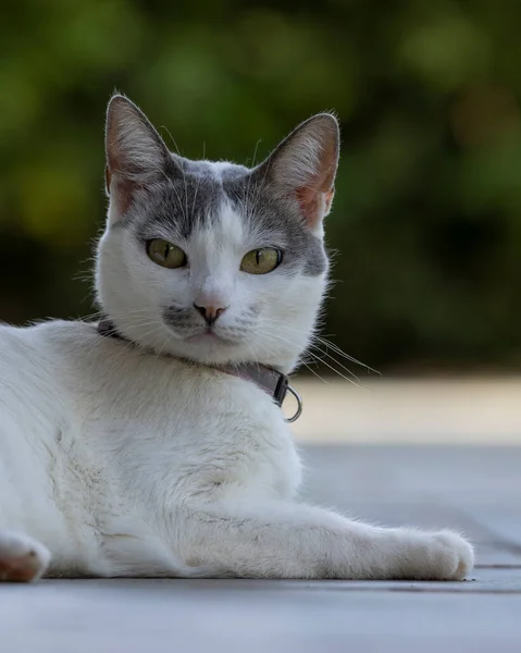 Beautiful Female White Cat Gray Ears Siting Lawn House Garden — Fotografia de Stock