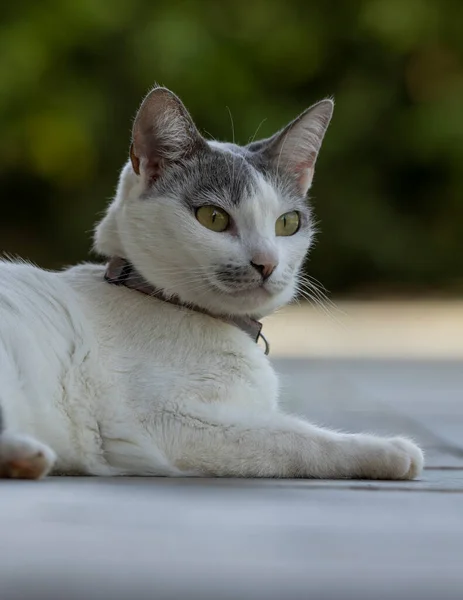 Beautiful Female White Cat Gray Ears Siting Lawn House Garden — 图库照片