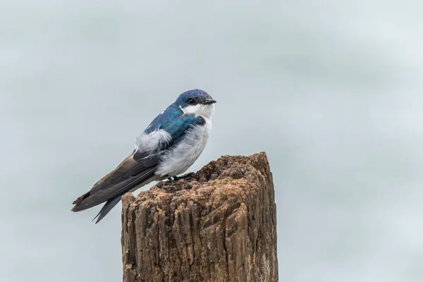 蓝白相间的燕子也知道燕子栖息在池塘的木头上 皮戈切利东蓝藻种类 爱鸟的人观鸟 动物世界 — 图库照片