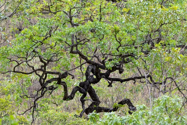Tree Twisted Trunk Typical Cerrado Biome Nature Botanical — Stock Photo, Image