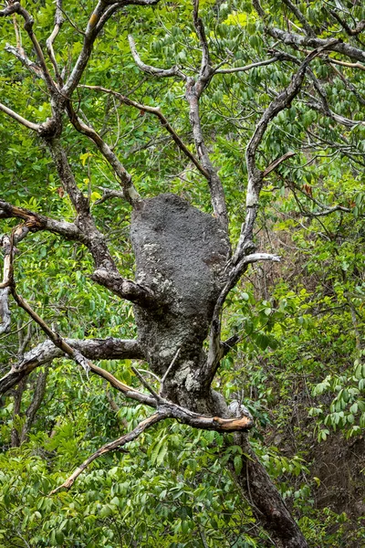 Tree Twisted Trunk Typical Cerrado Biome Bee Hive Nature Botanical — Stock Photo, Image