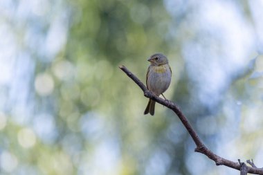 A female of Saffron Finch also known as Canario or Chirigue Azafranado is a yellow bird typical of Brazil. Species Sicalis flaveola. Birdwatcher.  Bird lover. Birding. Yellow bird.
