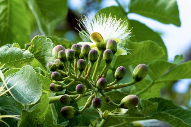 Souari fındığı çiçeğine pequi de denir. Orta batı Brezilya 'daki Cerrado Biomu' ndan tipik yenilebilir meyve. Tür Caryocar brasiliensis. gastronomi