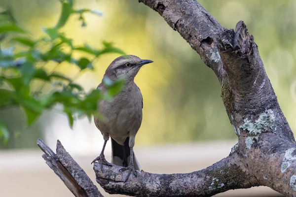 Chalk Browed Mockingbird Sabia Campo Perched Tree Typical Bird South — Stock Photo, Image