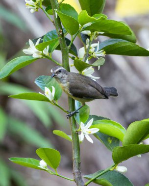 Bir guava ağacına tünemiş Cambacica olarak da bilinen bir muz. Tür Coereba flaveola. Göz kamaştırıcı sarı tüyler. Kuş sever. Kuş gözlemciliği. Kuşçuluk.