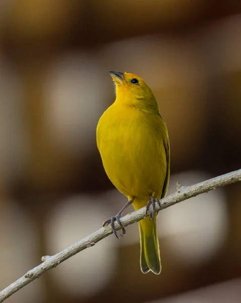 Male Saffron Finch Also Known Canario Chirigue Azafranado Yellow Bird — Stock Fotó