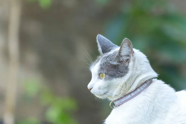 고양이의 초상화 일광욕 동물의 애호가 애호가 — 스톡 사진