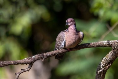 Picazuro Güvercini, Asa Branca olarak da bilinir. Brezilya 'ya özgü büyük güvercin. Tür Patagioenas Picazuro. Hayvanlar Dünyası. Kuş izleme..