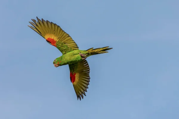 stock image The flight of the White-eyed Parakeet also know Maritaca. Species Psittacara leucophthalmus. Colored feathers. Animal world. Bird lover. birding. Birdwatcher.