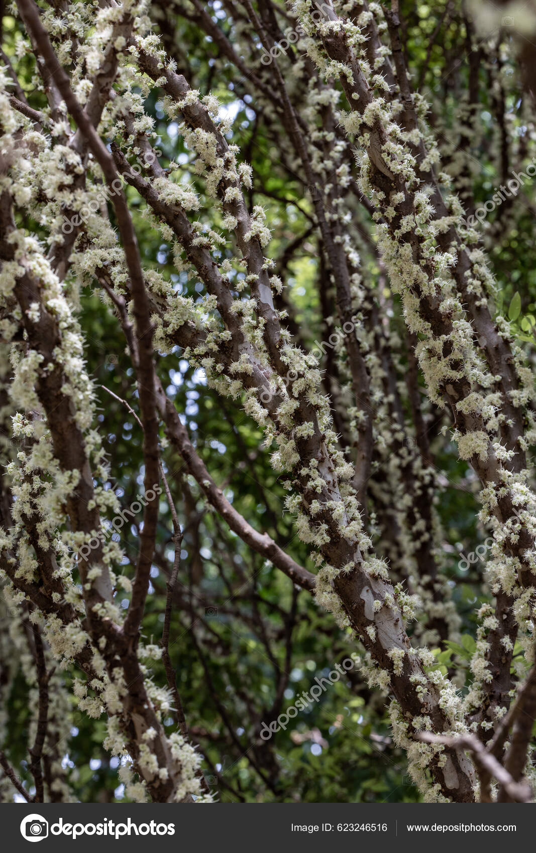 Exotic Flower Jabuticaba Season Species Plinia Cauliflora Jaboticaba Fruit  Blooming Stock Photo by ©f.calmon.me.com 623246516