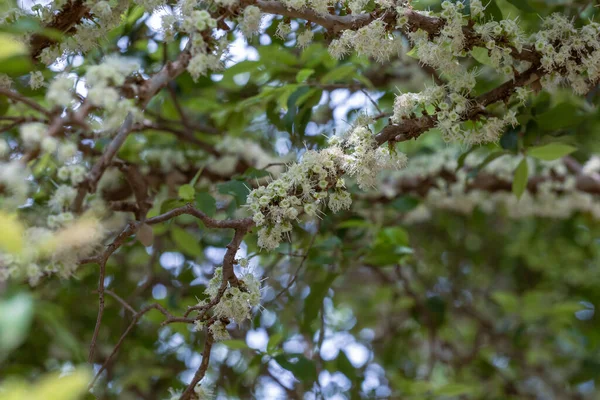 Exotic Flower Jabuticaba Season Species Plinia Cauliflora Jaboticaba Fruit Blooming — Stock Photo, Image