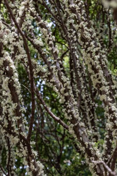 Exotic Flower Jabuticaba Season Species Plinia Cauliflora Jaboticaba Fruit Blooming — Stock Photo, Image