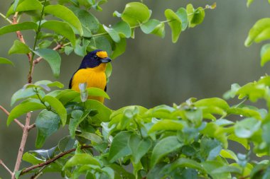 Ağacın yapraklarının arasına gizlenmiş gaturamo olarak bilinen tropikal bir kuş. Tür Euphonia ihlali. Kuş gözlemciliği. Hayvanlar Dünyası. Sarı kuş..