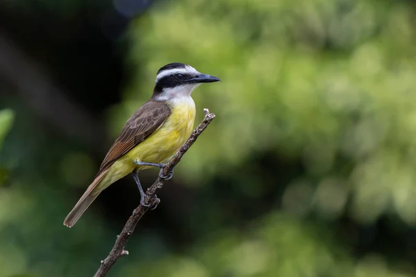 来自巴西的黄鸟伟大的Kiskadee也被称为Bem 栖息在树梢上 牠们的种类是硫磺藻 动物世界爱鸟的人观鸟 捕猎者 — 图库照片
