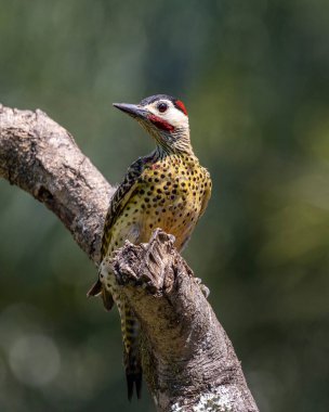 Pica-pau ya da Carpintero olarak da bilinen yeşil çizgili bir ağaçkakan dala tünemişti. Tür Colaptes melanokloros. Kuş gözlemciliği. Kuşçuluk. Kuş sever..