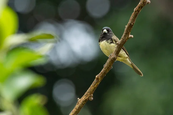 Homme Yellow Bellied Seedeater Également Connu Sous Nom Baiano Perché — Photo