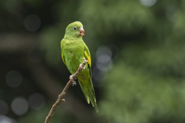 A Plain Parakeet perched on branch. Species Brotogeris chiriri. It is a typical parakeet of the Brazilian forest. Birdwatching. Birding. Parrot.