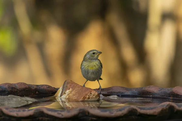 Male Saffron Finch Also Known Canario Chirigue Azafranado Yellow Bird — Fotografia de Stock