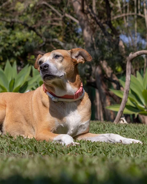 草の上で日光浴をしながら寝ている先輩女性の犬 動物界 ペット好き 動物が守る 犬好き 先輩ペット — ストック写真