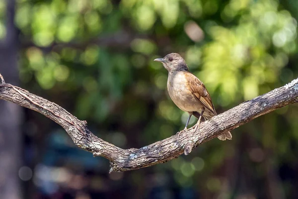 Pájaro Sabana Brasileña Zorzal Pecho Pálido También Conocido Como Sabia — Foto de Stock