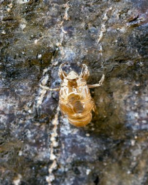 Ağaca konmuş ağustos böceği kabuğu. böcek.