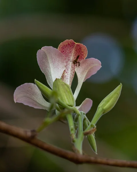 Дикая Орхидея Лесу Окруженная Пчелой Природа — стоковое фото