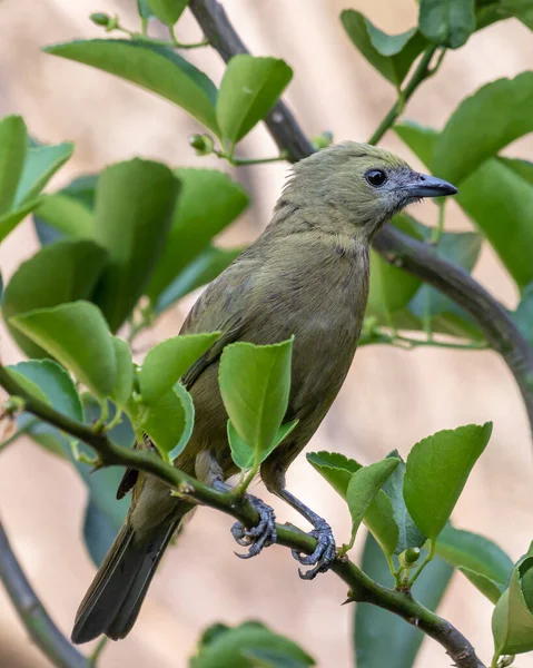 Green Bird Palm Tanager Also Know Sanhaco Coconut Tanager Perched — Zdjęcie stockowe